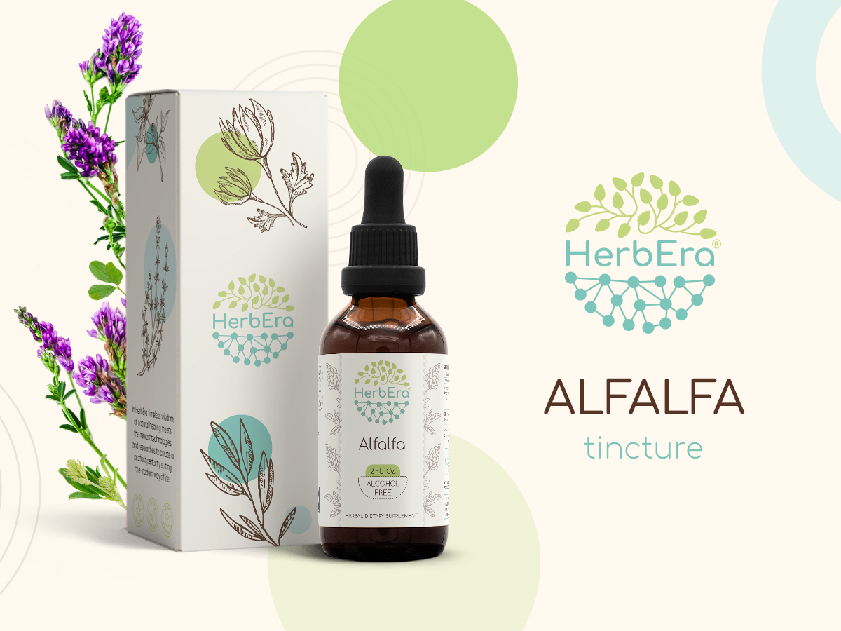 HerbEra Alfalfa Alcohol-Free Herbal Extract Tincture, Concentrated Liquid Drops Natural Alfalfa 2 fl oz