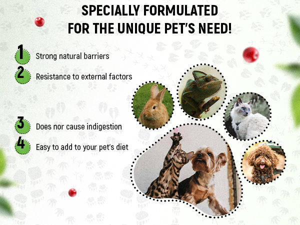 Dog Antibiotics for Infections, Kennel Cough, Wounds, UTIs, Allergies, Itching – Natural Antibiotics for Cats to Support Skin, Coat, & Digestion – Liquid Form for Oral Use – All Pet Ages – 2 oz
