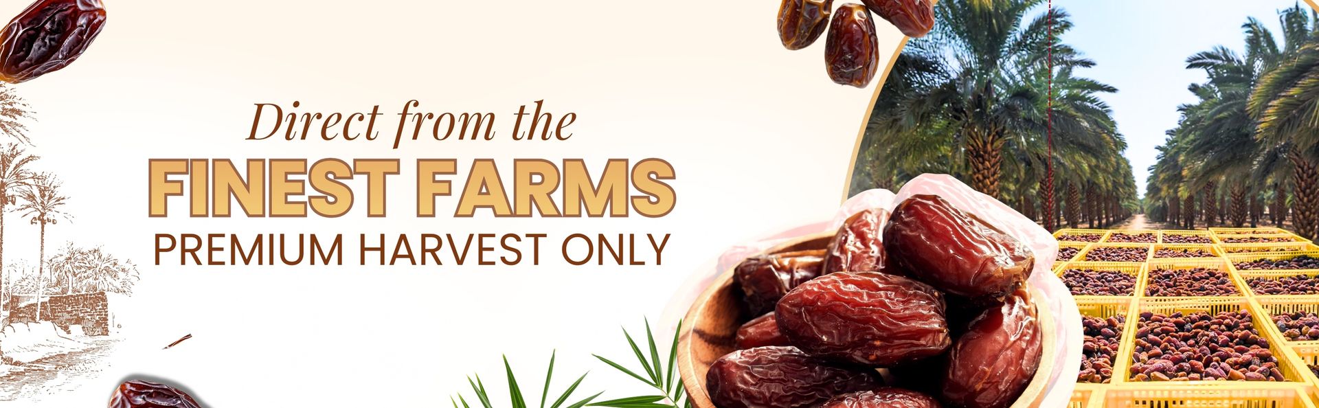 Majestic Premium Medjool Pista Filled Dates – 500g | Handpicked Soft & Juicy Medjool Dates Stuffed with Crunchy Roasted Pistachios | Naturally Sweet Gourmet Snack | Protein-Rich, High-Fiber, Nutrient-Packed Superfood | No Added Sugar, No Preservatives | Perfect for Healthy Snacking, Fitness Diets & Festive Gifting | Hygienically Packed for Freshness & Quality