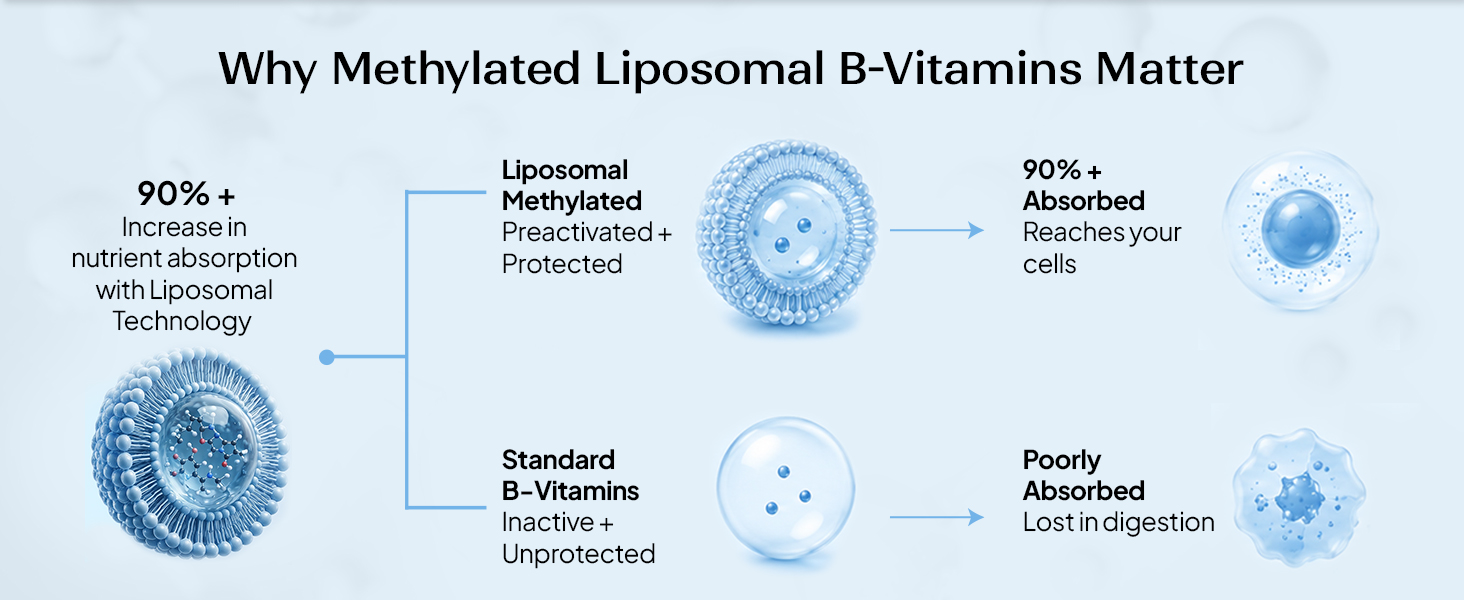 Miduty Liposomal B-Complex | Methylated Vitamin B-Complex with 8 Bioactive B-Vitamins, Quatrefolic, Choline, ALA, KSM-66, Mg & L-Theanine | Daily Energy, Stress & Focus Support for Men & Women | 60 Veg Caps