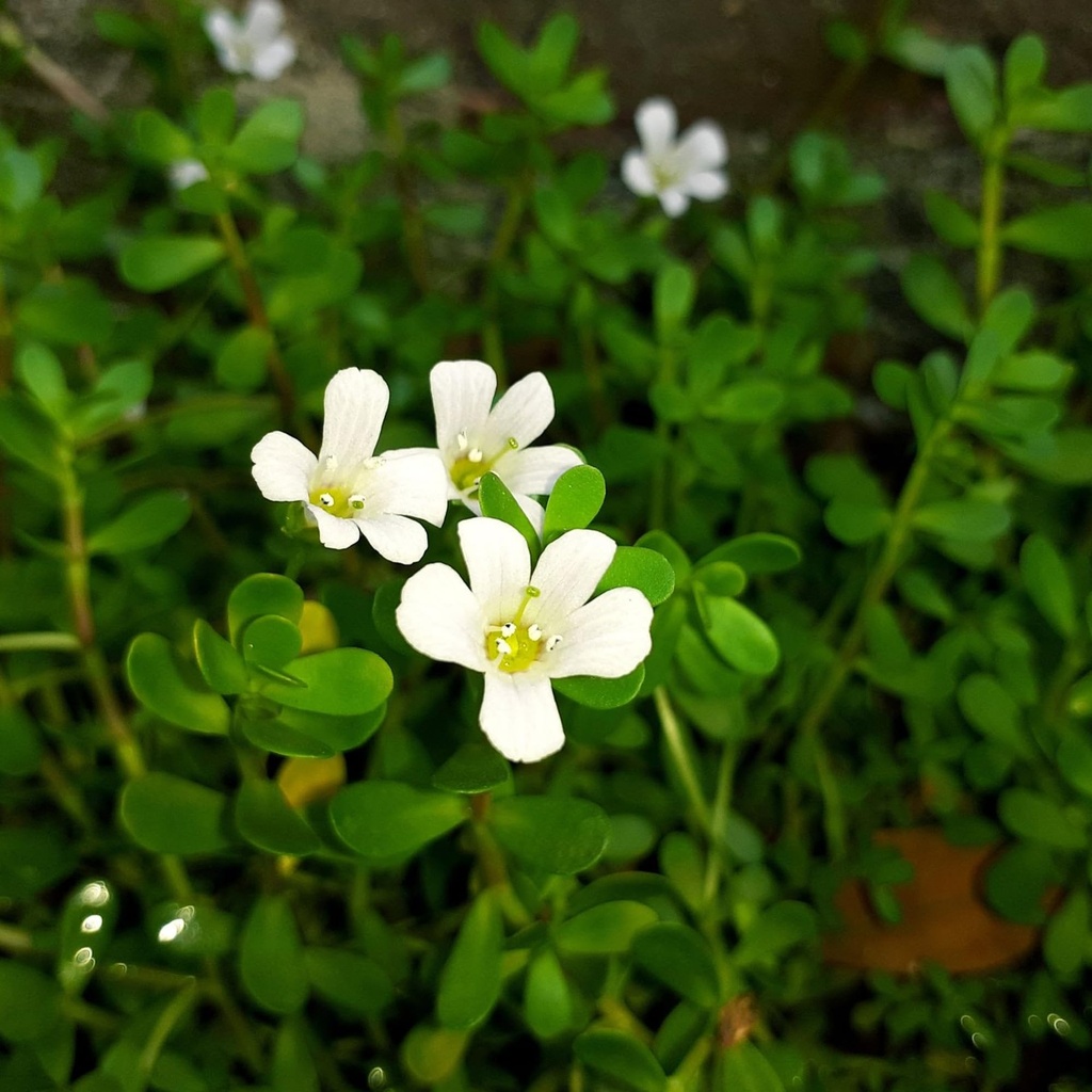 earthborn-elements-bacopa-monnieri-200-c-5.jpg