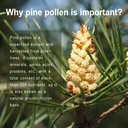 pine-pollen-supplement-wtih-ginger-root--5.jpg