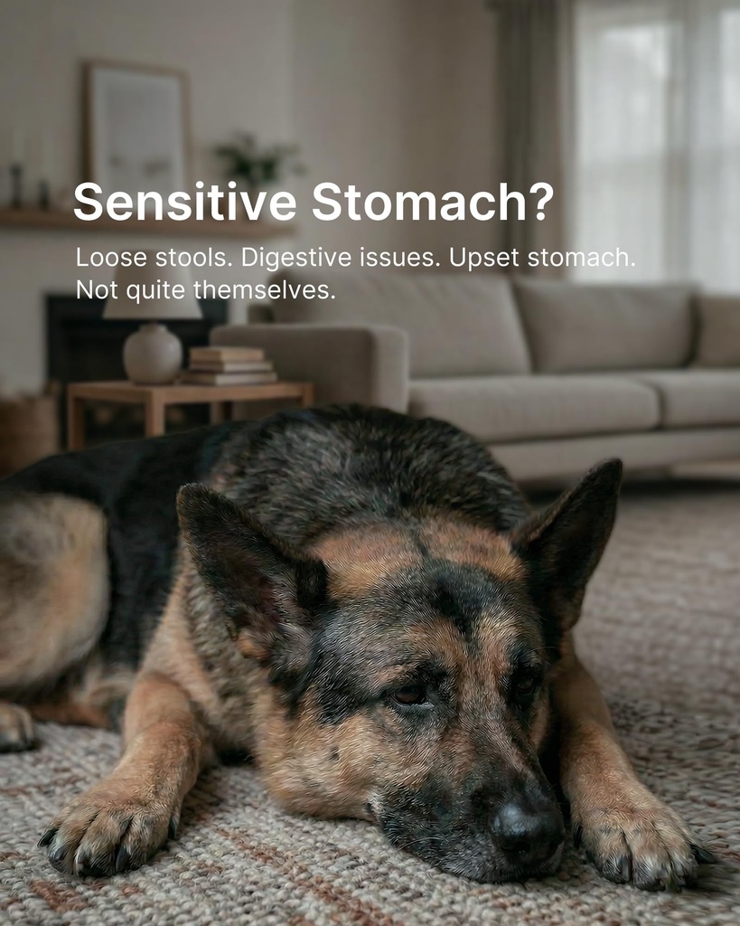 probiotics-for-dogs-digestive-gut-health-2.jpg