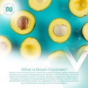 nootropics-depot-boron-glycinate-capsule-4.jpg