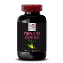 tribulus-for-athletes-tribulus-terrestri-2.jpg