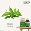 kokora-regenerative-holy-basil-regenerat-3.jpg
