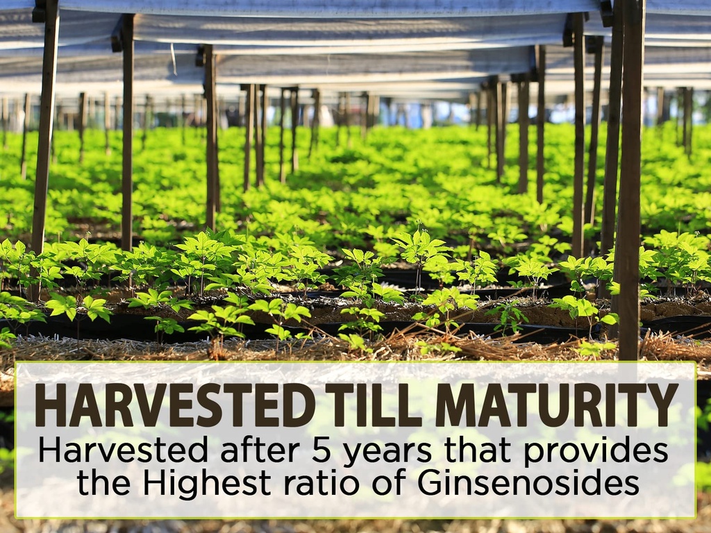 american-ginseng-powder-4-ginsenosides-r-4.jpg