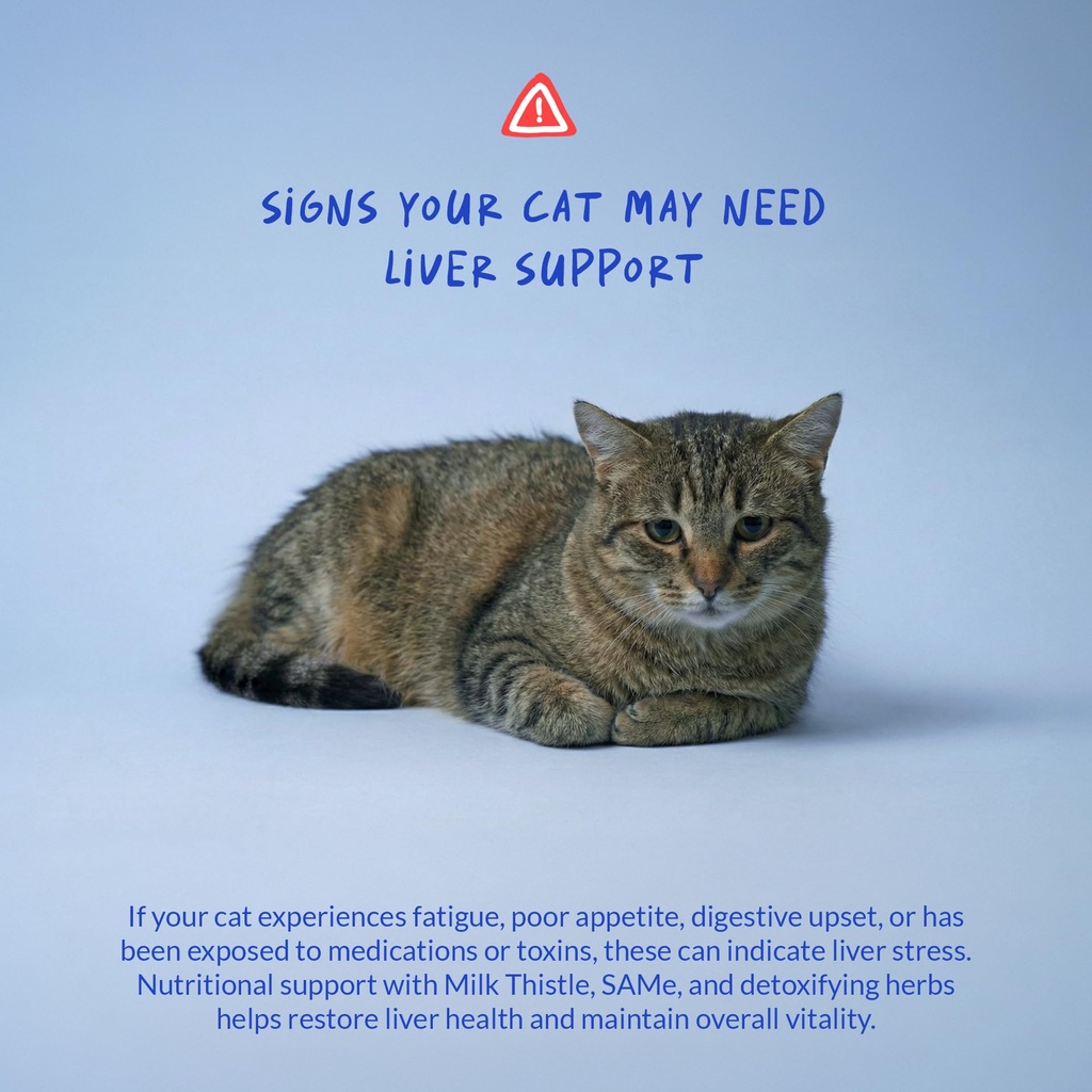milk-thistle-powder-for-cats-liver-kidne-4.jpg