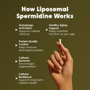 gataca-liposomal-spermidine-60-vegan-cap-612Wst5EuiL.jpg