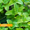 herb-pharm-certified-organic-lemon-balm--5.jpg