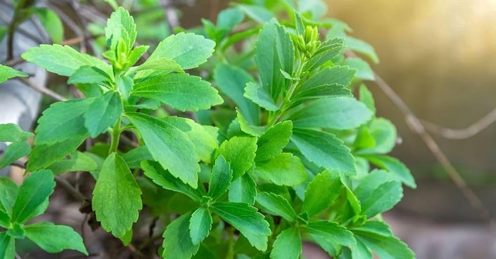 natural-sweet-tulsi-plant-live-qualified-51QKuBpKTDL.jpg