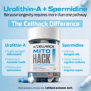 mitohack-urolithin-a-1000mg-spermidine-2-7194DfN7DOL.jpg
