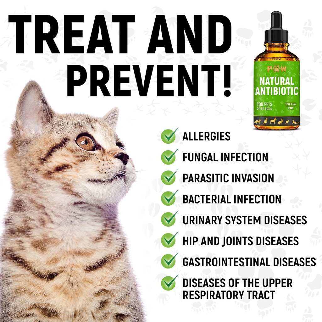 dog-antibiotics-for-infections-kennel-co-81uiIbKiewL.jpg