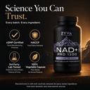 zyva-nad-pro-1200-high-dose-direct-nad-p-81uQwP5z6mL.jpg