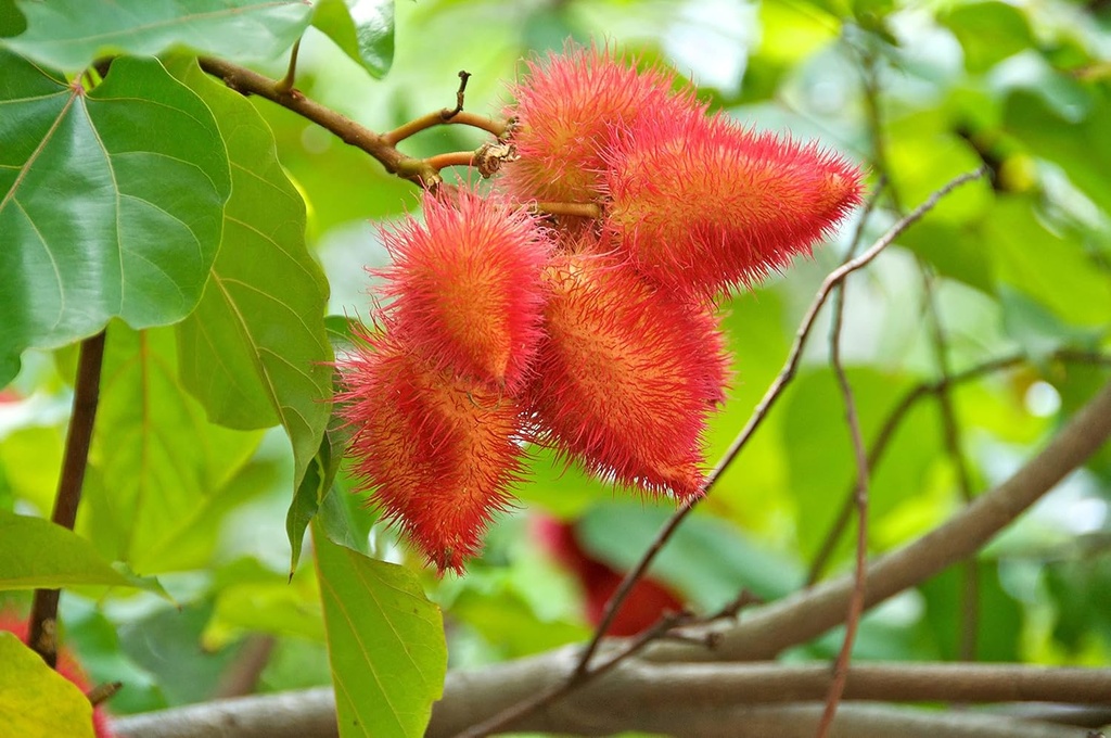 ground-annatto-seed-powder-bulk-bag-1-po-3.jpg