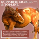equerrys-lysine-supplement-for-horses-ly-4.jpg