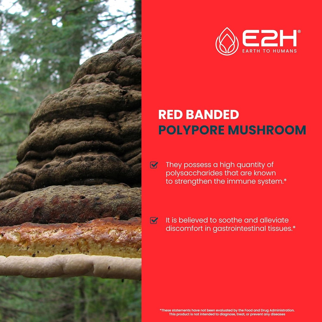 e2h-red-banded-polypore-extract---mushro-3.jpg