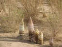 sinkiang-wild-desertliving-cistanche-tub-2.jpg