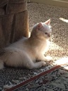 i-love-my-pets-llc-heart-support-for-cat-3.jpg