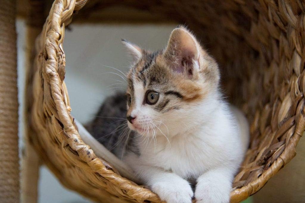 i-love-my-pets-llc-heart-support-for-cat-4.jpg