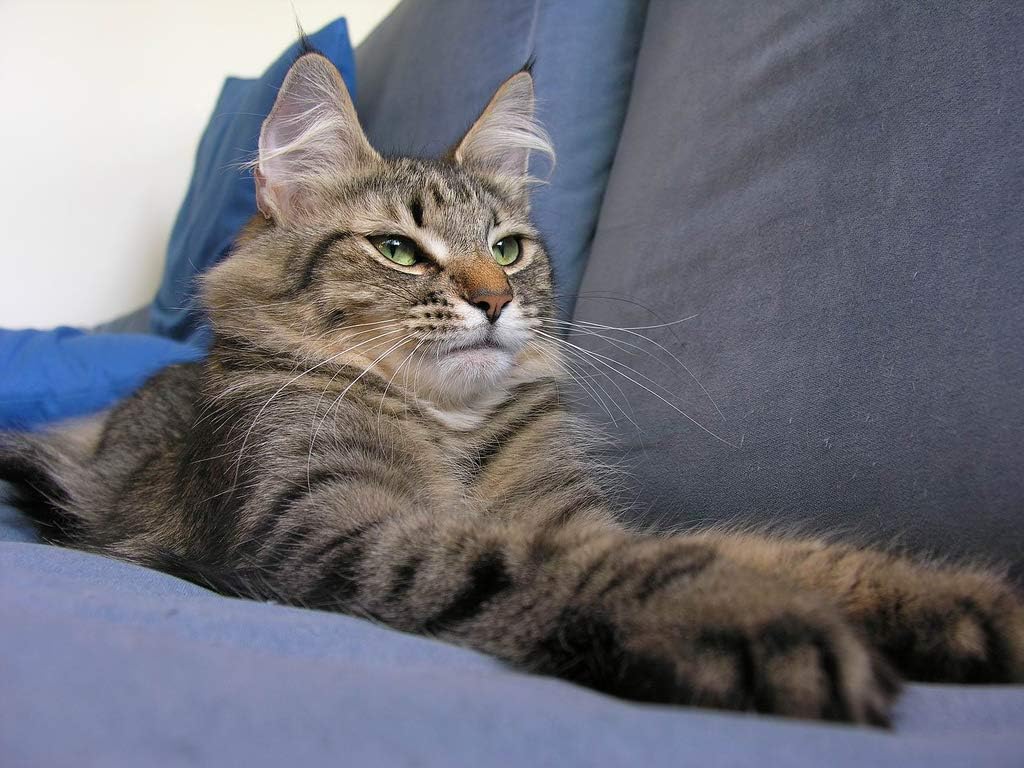 cat-eye-vitamins---cats-eye-health-compl-5.jpg