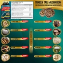 turkey-tail-mushroom-supplement-extract--3.jpg