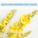 50-bags-mullein-leaf-tea-bags-for-lungs--4.jpg