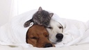 i-love-my-pets-llc-older-cat-supplement--4.jpg