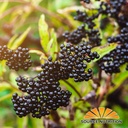 usda-organic-dried-elderberries---whole--5.jpg