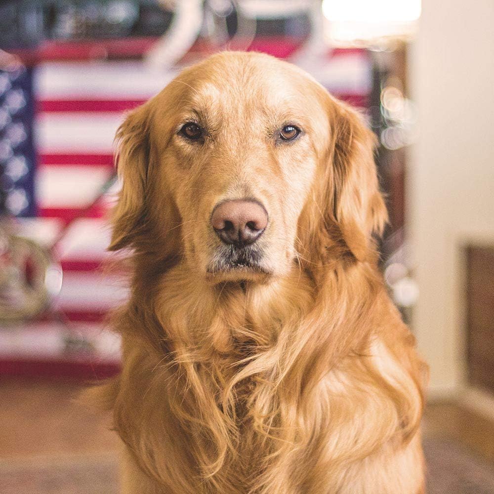 aloha-medicinals-k9-immunity-plus-immune-5.jpg