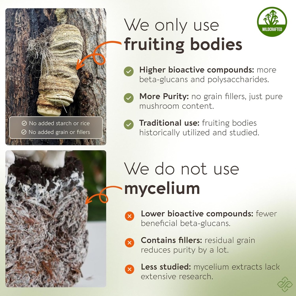 longevity-botanicals-agarikon-mushroom-e-4.jpg