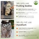 longevity-botanicals-agarikon-mushroom-e-4.jpg