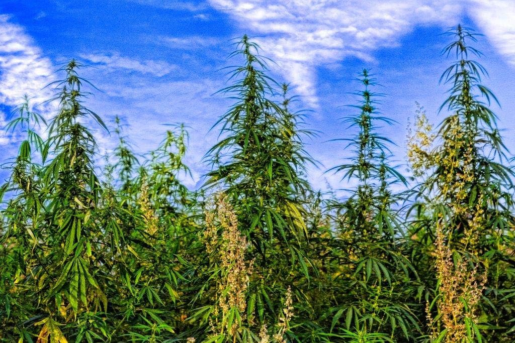 pure-wellness-hemp-seed-oil-drops-pepper-6.jpg
