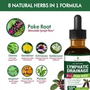 lymphatic-drainage-drops-for-lymph-syste-4.jpg