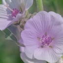 pure-original-ingredients-marshmallow-ro-6.jpg