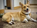 bone-support-for-puppies---ultra-vitamin-3.jpg