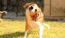 immune-boost-for-dogs---dog-hair-and-coa-3.jpg