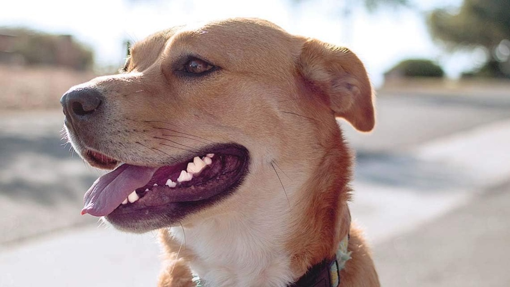 dog-bad-breath-products---dog-teeth-heal-3.jpg