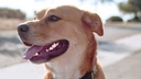 dog-bad-breath-products---dog-teeth-heal-3.jpg