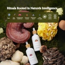rainbo---chaga-mushroom-tincture---alcoh-4.jpg