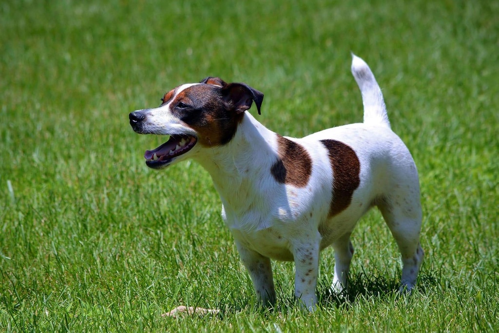 bad-dog-breath-remedy---probiotics-for-d-4.jpg