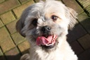 dog-immune-treats---dog-lysine-powder----3.jpg