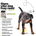 dog-urinary-tract-infection-treatment-bl-2.jpg