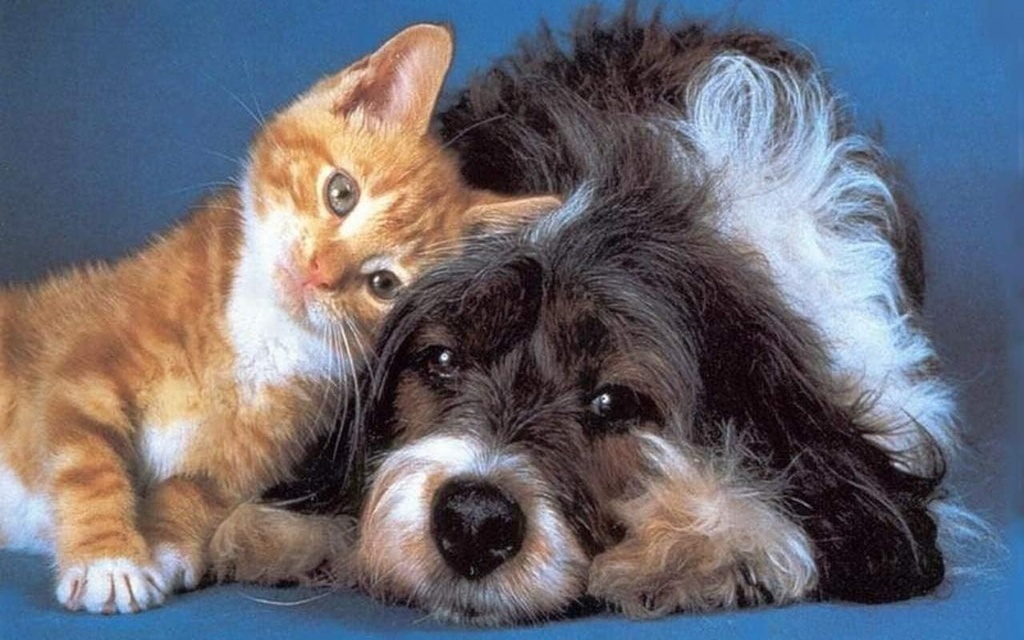 i-love-my-pets-llc-pet-immune-support----3.jpg