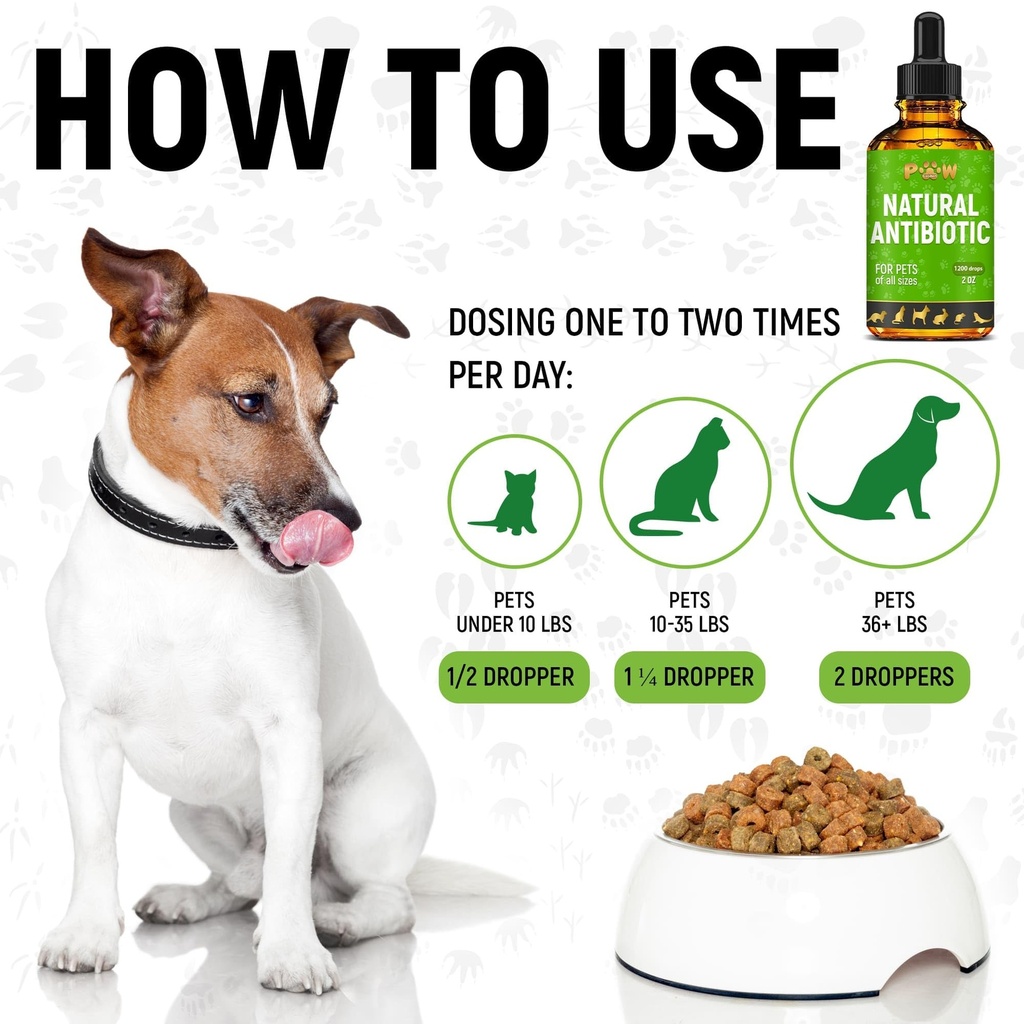 dog-antibiotics-for-infection-coughs-uti-4.jpg