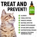 dog-antibiotics-for-infection-coughs-uti-6.jpg