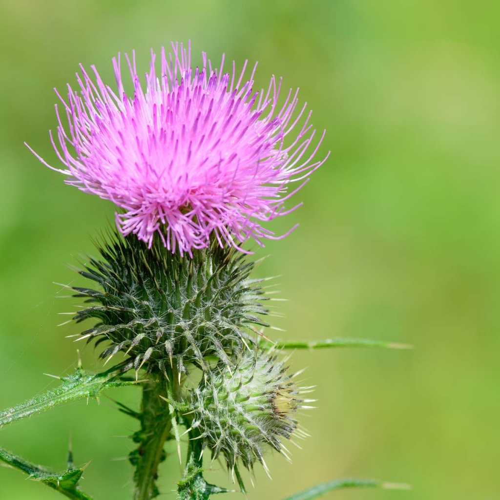nature-s-answer-milk-thistle-seed-with-o-6.jpg