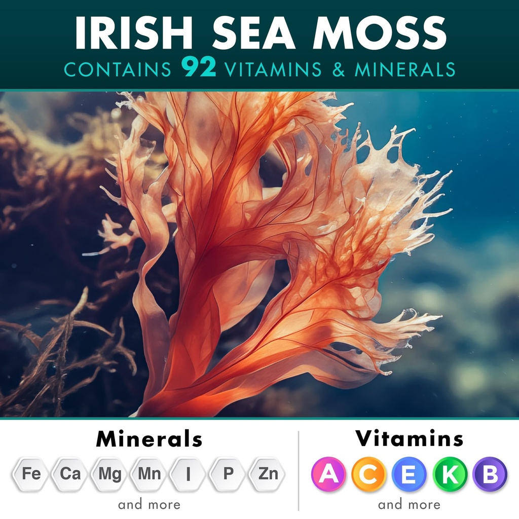 sea-moss-bundle-wildcrafted-irish-sea-mo-3.jpg