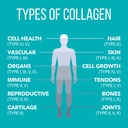 naturesplus-collagen-peptides-0-65-lbs-p-4.jpg