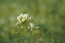 cedar-bear-thyro-boost-a-liquid-herbal-s-5.jpg
